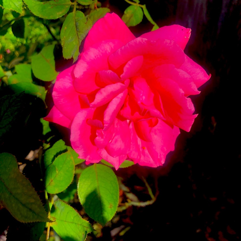 Meet your Posher, Irma